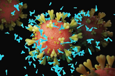 Les scientifiques ont identifié des anticorps qui peuvent neutraliser OMICRON et d'autres variantes SARS-COV-2